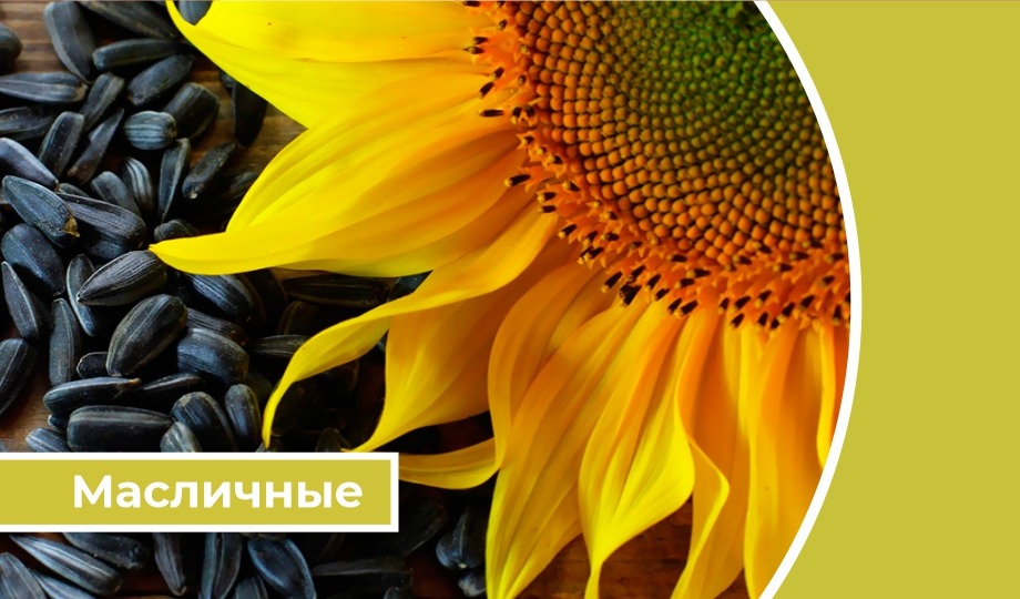 Дайджест «Масличные»: Новые соглашения сохранят цены в РФ на подсолнечное масло на уровне действующих