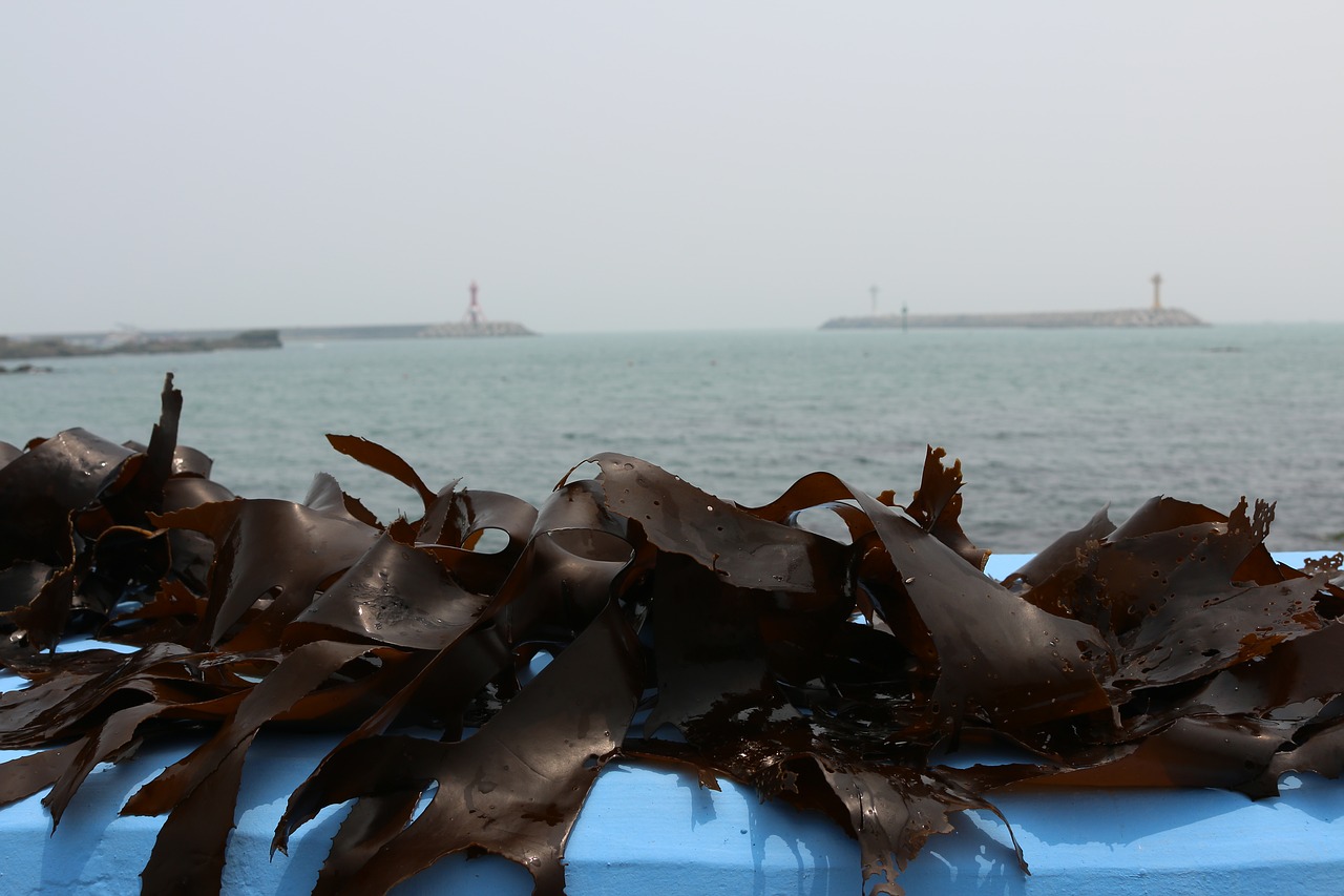 Еще в июне водолазы собрали морской капусты более чем на 30 % от необходимой потребности загрузки производственных мощностей