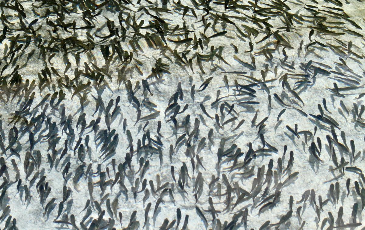 https://ru.freepik.com/premium-photo/small-fish-fingerlings-in-a-fishing-net-on-a-fish-farm_19071596.htm#query=%D0%BC%D0%B0%D0%BB%D1%8C%D0%BA%D0%B8%20%D1%80%D1%8B%D0%B1%D1%8B&position=14&from_view=search