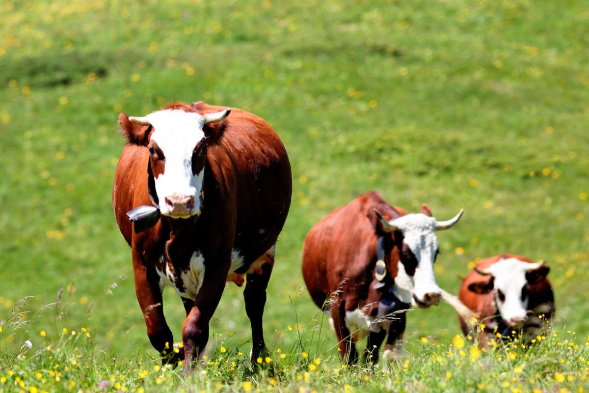 https://www.freepik.com/free-photo/alpine-mountain-with-cows-france-spring_10480022.htm#page=2&query=cow&from_query=%D0%BA%D0%BE%D1%80%D0%BE%D0%B2%D1%8B&position=1&from_view=search