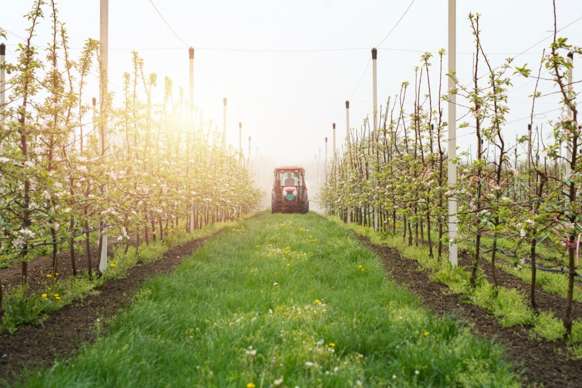 https://ru.freepik.com/free-photo/apple-orchard-fruit-production_11133799.htm?query=%D1%8F%D0%B1%D0%BB%D0%BE%D0%BA%D0%B8%20%D1%81%D0%B0%D0%B4%D1%8B