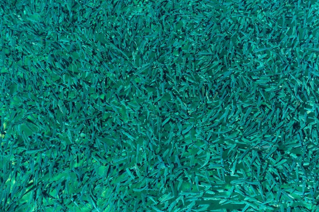 https://ru.freepik.com/free-photo/fish-background_1162064.htm