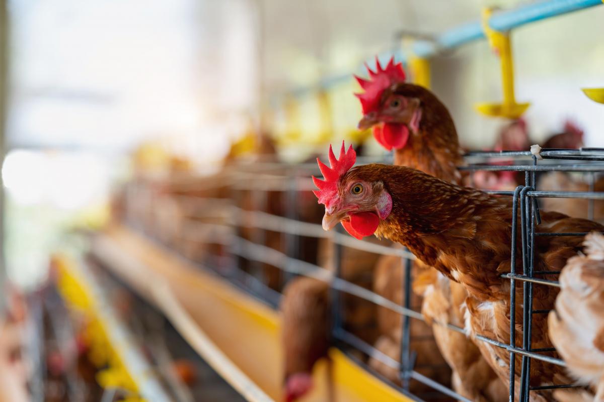 https://ru.freepik.com/free-photo/hens-in-factory-chicken-in-cages_23934368.htm#query=%D0%BC%D1%8F%D1%81%D0%BE%20%D1%8F%D0%B9%D1%86%D0%BE&position=37&from_view=search