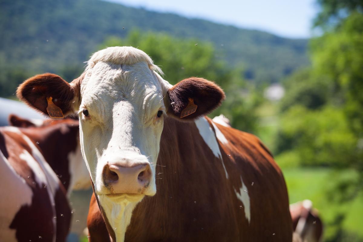 https://ru.freepik.com/free-photo/herd-of-cows-producing-milk-for-gruyere-cheese-in-france-in-the-spring_13006440.htm#query=milk%20cow&position=2&from_view=search
