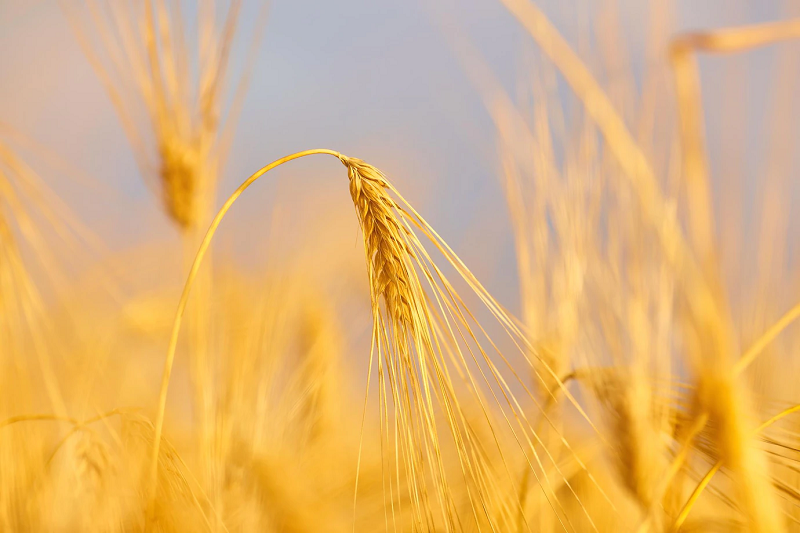 ru.freepik.com/free-photo/image-of-wheat-field-with-blue-sky-summer-day_27469543.htm?query=%D0%A3%D0%B1%D0%BE%D1%80%D0%BA%D0%B0%20%D1%83%D1%80%D0%BE%D0%B6%D0%B0%D1%8F