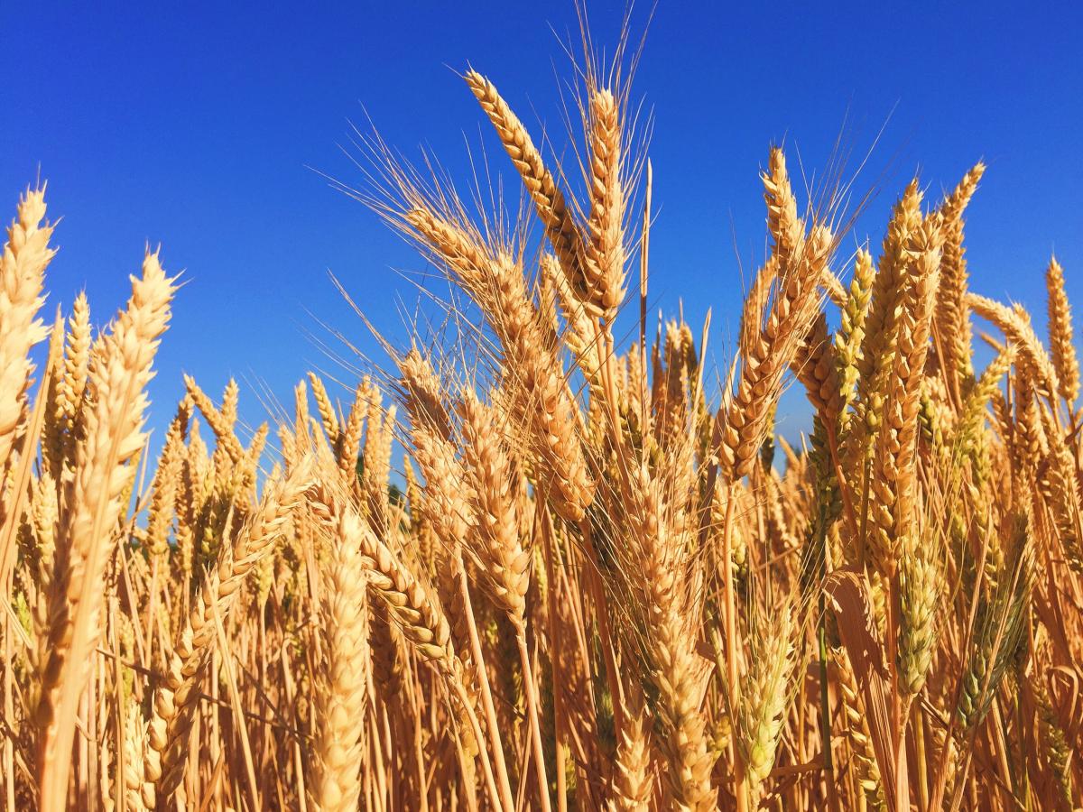 https://get.pxhere.com/photo/plant-sky-field-barley-wheat-prairie-food-golden-harvest-crop-agriculture-cereal-grassland-rye-flowering-plant-commodity-triticale-grass-family-land-plant-phragmites-food-grain-einkorn-wheat-13555.jpg