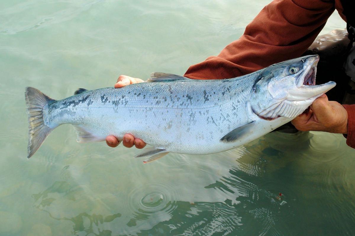 https://ru.freepik.com/premium-photo/an-underwater-view-of-a-group-of-wild-salmon_26264592.htm