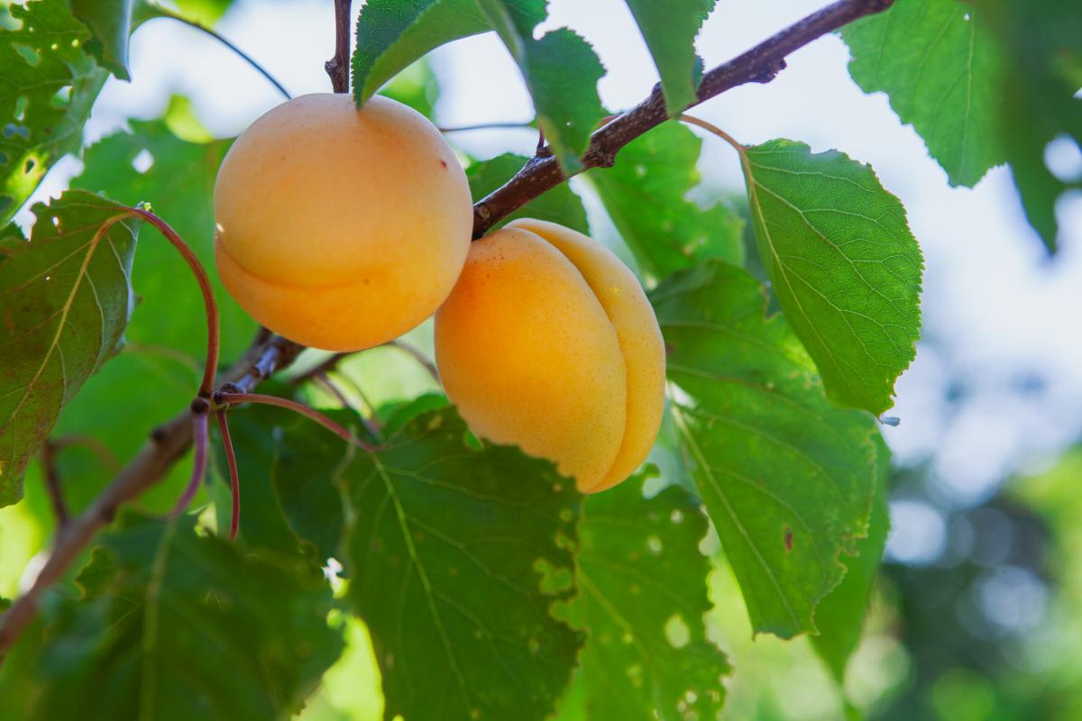 https://ru.freepik.com/free-photo/apricot-fruit-tree-with-leaves-side-view_9296260.htm#query=%D0%B0%D0%B1%D1%80%D0%B8%D0%BA%D0%BE%D1%81%D0%BE%D0%B2%D1%8B%D0%B5%20%D1%81%D0%B0%D0%B4%D1%8B&position=24&from_view=search