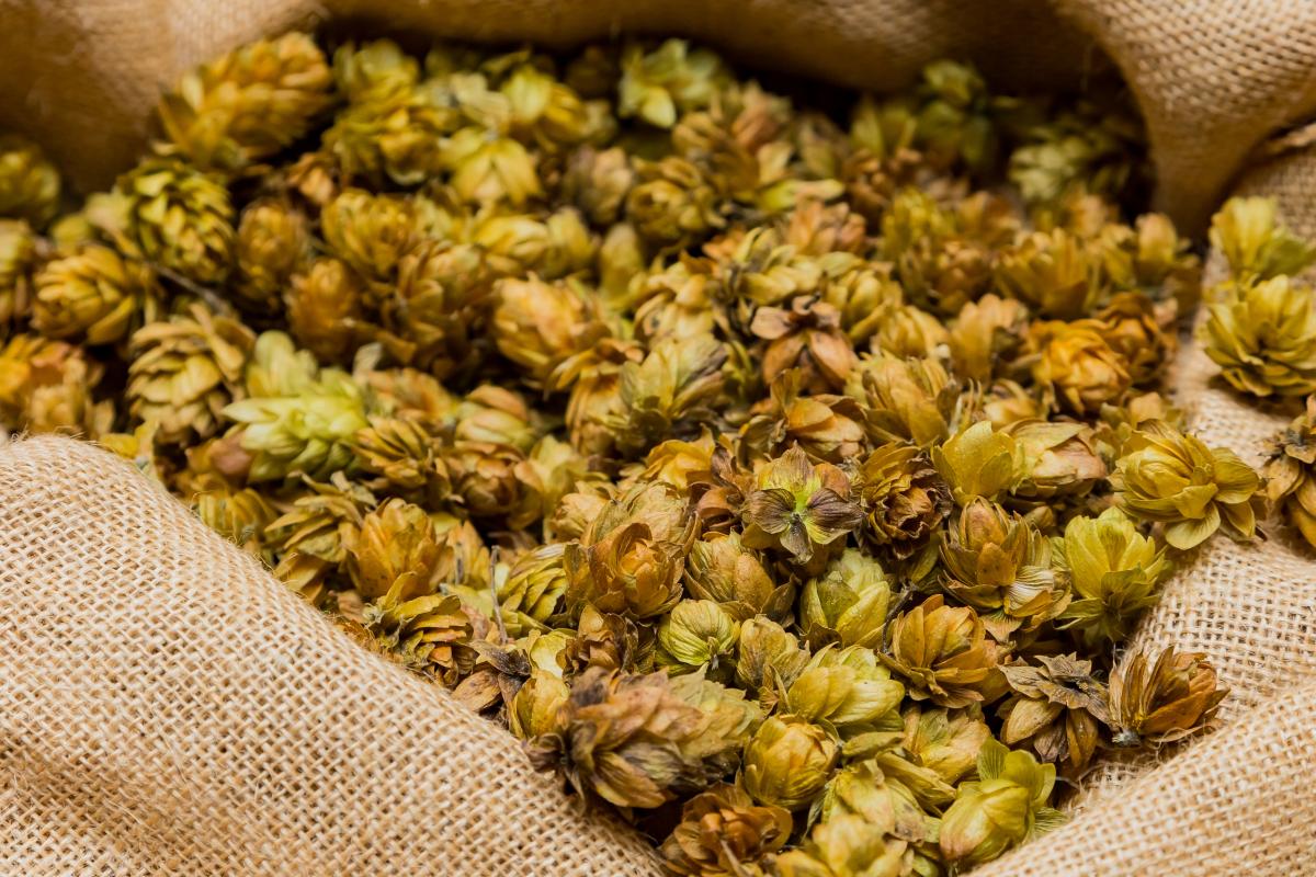 https://www.freepik.com/free-photo/closeup-shot-dried-hops-sack-brewing-beer_16325205.htm#query=hops&position=17&from_view=search