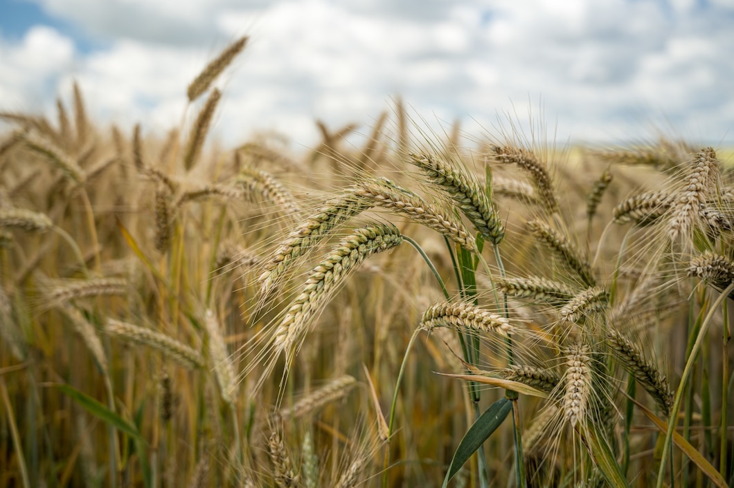 https://ru.freepik.com/free-photo/closeup-shot-of-barley-grains-in-the-field_17244936.htm