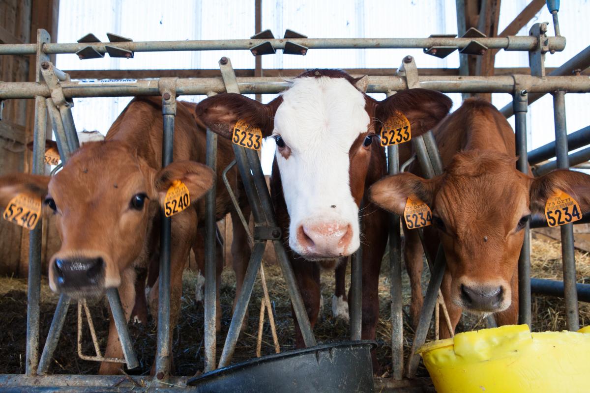 https://www.freepik.com/free-photo/factory-milking-cows_17244113.htm#query=milk%20factory&position=48&from_view=search
