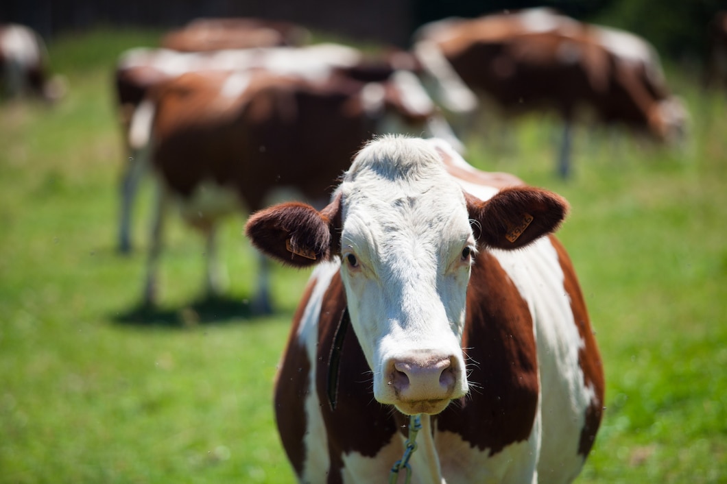 https://ru.freepik.com/free-photo/herd-of-cows-producing-milk-for-gruyere-cheese-in-france-in-the-spring_16537840.htm