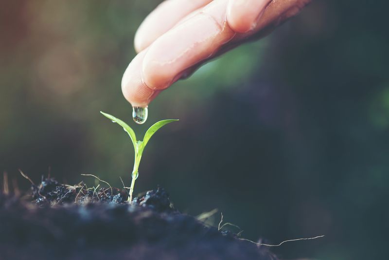 https://ru.freepik.com/free-photo/seedling-new-baby-forest-spring_1150268.htm#page=4&query=%D0%BC%D0%BE%D0%BB%D0%BE%D0%B4%D0%BE%D0%B9%20%D1%80%D0%BE%D1%81%D1%82%D0%BE%D0%BA&position=36&from_view=search