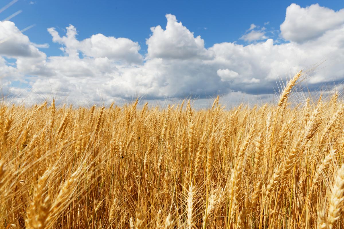https://www.freepik.com/free-photo/beautiful-shot-whet-field-with-cloudy-sky_11942134.htm#query=grain&position=0&from_view=search