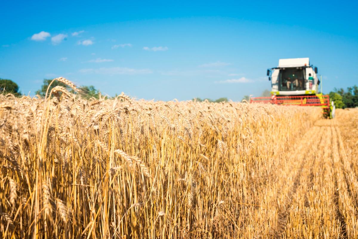 https://ru.freepik.com/free-photo/combine-harvesting-wheat-field_11133939.htm#query=%D1%83%D0%B1%D0%BE%D1%80%D0%BA%D0%B0%20%D0%B7%D0%B5%D1%80%D0%BD%D0%B0&position=2&from_view=search