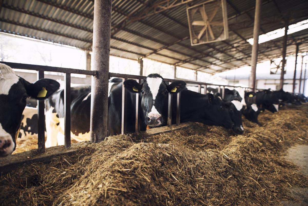 https://ru.freepik.com/free-photo/funny-curious-cow-looking-at-the-camera-while-other-cows-eating-hay-in-background-at-cattle-farm_11137386.htm#query=%D1%81%D0%B5%D0%BB%D1%8C%D1%81%D0%BA%D0%BE%D0%B5%20%D1%85%D0%BE%D0%B7%D1%8F%D0%B9%D1%81%D1%82%D0%B2%D0%BE