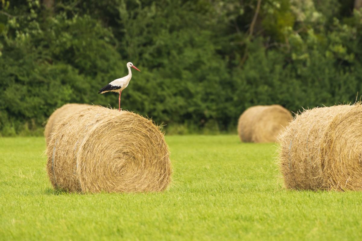 https://ru.freepik.com/free-photo/funny-curious-cow-looking-at-the-camera-while-other-cows-eating-hay-in-background-at-cattle-farm_11137386.htm#query=комбикорм&position=37&from_view=search
