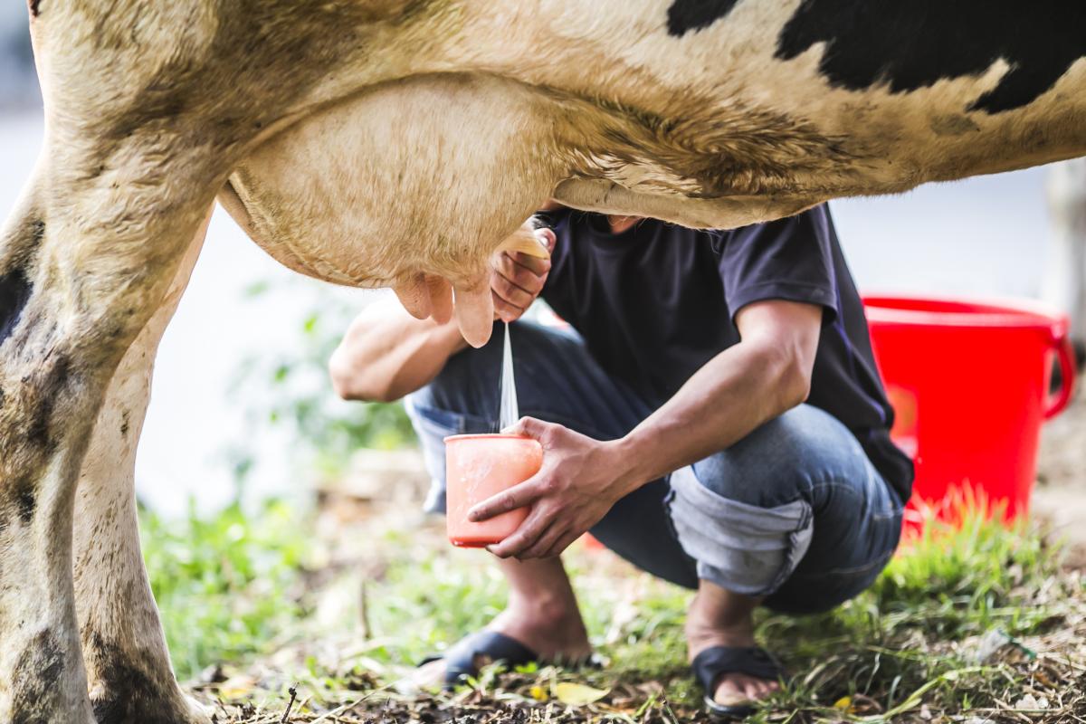 https://ru.freepik.com/free-photo/man-milking-a-cow_973574.htm#page=2&query=%D0%BC%D0%BE%D0%BB%D0%BE%D0%BA%D0%BE%20%D0%BA%D0%BE%D1%80%D0%BE%D0%B2%D0%B0&position=17&from_view=search