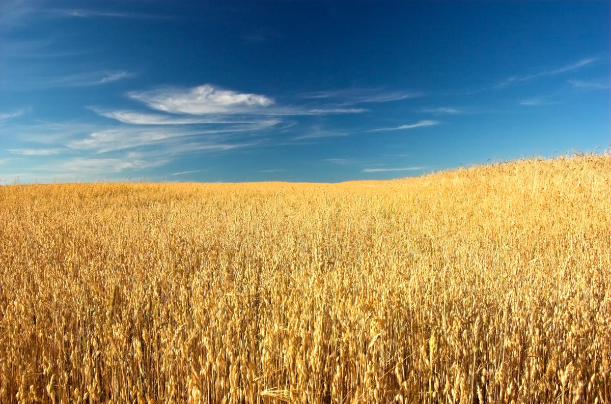 https://www.freepik.com/free-photo/wheat-summer_906670.htm#query=harvester&from_query=%D0%BA%D0%BE%D0%BC%D0%B1%D0%B0%D0%B9%D0%BD&position=34&from_view=search