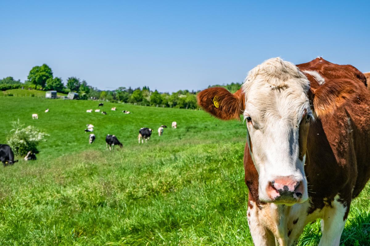 https://ru.freepik.com/free-photo/white-and-brown-cow-looking-straight-at-the-camera-with-a-herd-of-cows-on-the-pasture-in-background_11301318.htm#query=%D0%BA%D0%BE%D1%80%D0%BE%D0%B2%D1%8B&position=0&from_view=search
