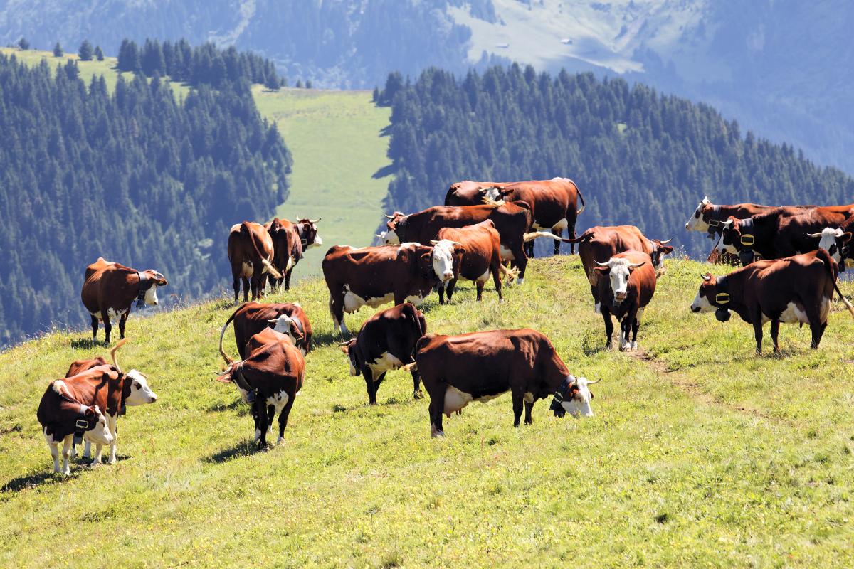 https://www.freepik.com/free-photo/alpine-landscape-with-cows-france-spring_10480020.htm#query=cow&from_query=%D0%BA%D0%BE%D1%80%D0%BE%D0%B2%D1%8B&position=13&from_view=search