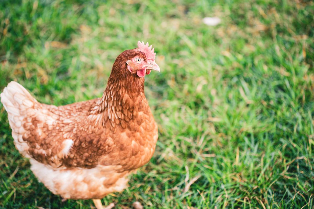 https://ru.freepik.com/free-photo/beautiful-shot-of-a-chicken-walking-on-the-grass-in-the-fields-on-a-sunny-day_10944263.htm#query=%D0%BA%D1%83%D1%80%D1%8B&position=23&from_view=search