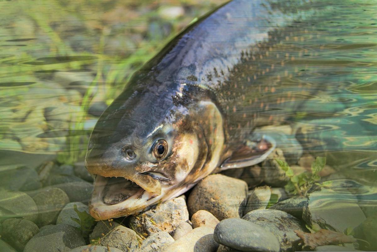 https://ru.freepik.com/free-photo/fish-background-shot_1284780.htm