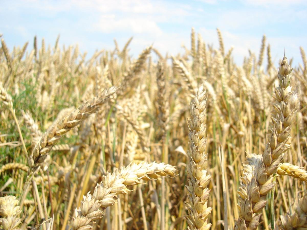 https://www.freeimages.com/ru/photo/grain-weed-1364304