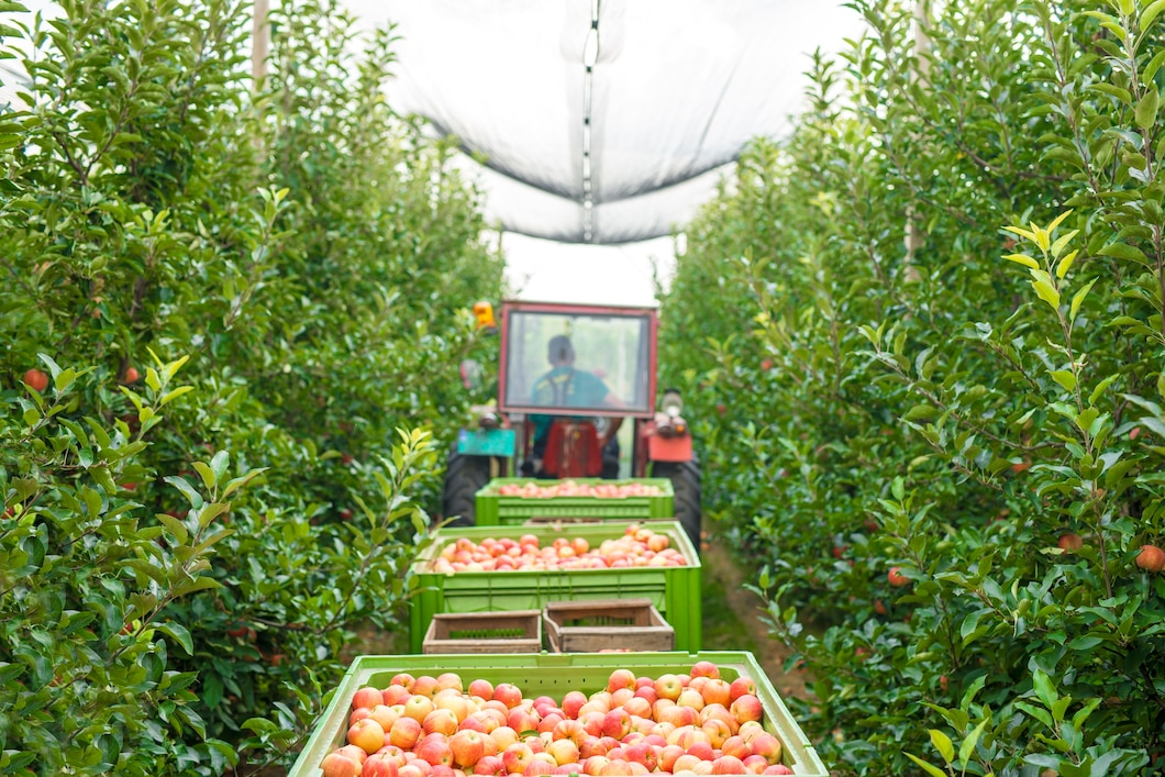 https://ru.freepik.com/free-photo/harvesting-apple-fruit-in-green-orchard_11036149.htm