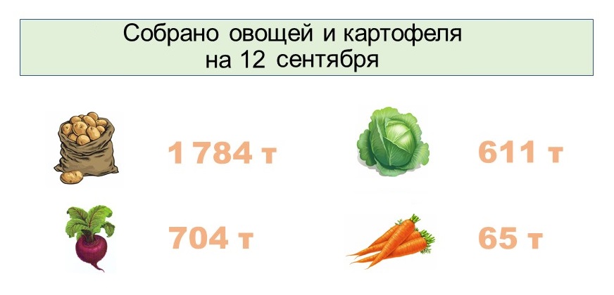Сбор картофеля и овощей в Костромской области