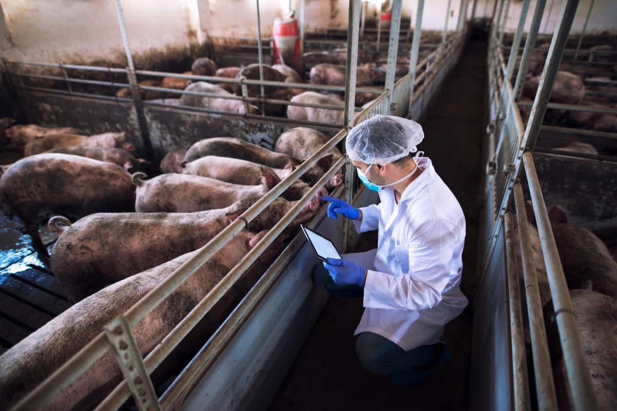 https://ru.freepik.com/free-photo/veterinarian-doctor-with-tablet-examining-pigs-at-pig-farm_11036386.htm#query=%D1%81%D0%B2%D0%B8%D0%BD%D1%8C%D0%B8&position=12&from_view=search