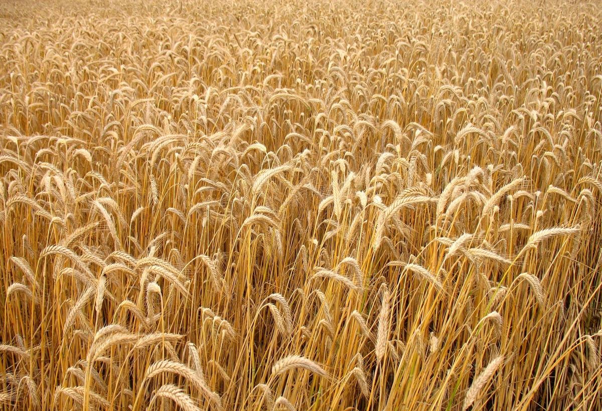 https://www.freeimages.com/ru/photo/wheat-3-1172805
