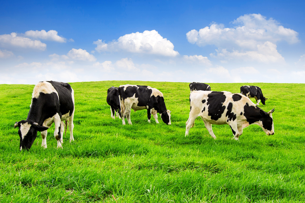 https://www.freepik.com/free-photo/cows-green-field-blue-sky_11600377.htm#query=%D0%BA%D0%BE%D1%80%D0%BE%D0%B2%D1%8B%20%D0%BD%D0%B0%20%D0%B7%D0%B5%D0%BB%D0%B5%D0%BD%D0%BE%D0%BC%20%D0%BF%D0%BE%D0%BB%D0%B5&position=15&from_view=search&track=ais
