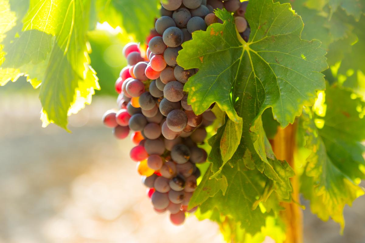 https://ru.freepik.com/free-photo/grapes-at-vineyards-plant-in-sunny-day_1631465.htm#query=%D0%B2%D0%B8%D0%BD%D0%BE%D0%B3%D1%80%D0%B0%D0%B4&position=37&from_view=search&track=sph