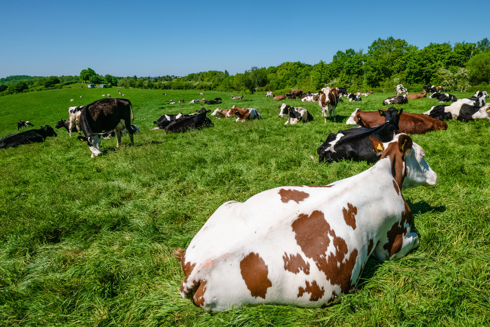 https://ru.freepik.com/free-photo/herd-of-cows-grazing-on-the-pasture-during-daytime_12858352.htm#page=2&query=%D0%BA%D0%BE%D1%80%D0%BE%D0%B2%D0%B0%20%D0%BC%D0%BE%D0%BB%D0%BE%D0%BA%D0%BE&position=43&from_view=search