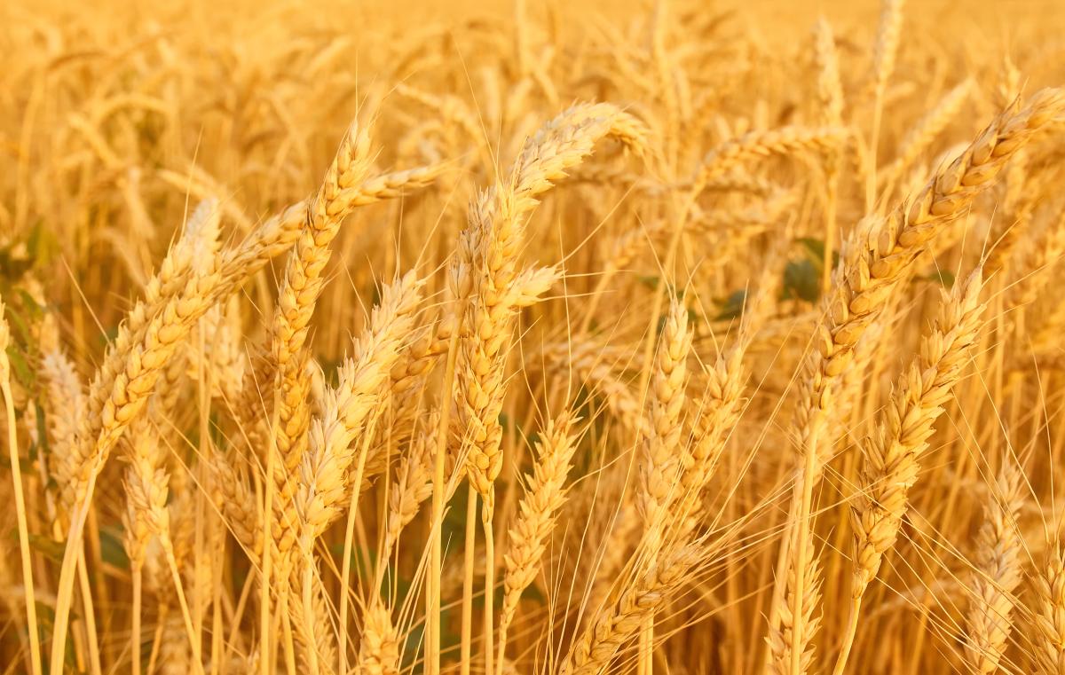 https://www.freepik.com/free-photo/wheat-field-with-spikelets-gold-tones_27469552.htm#page=2&query=%D0%BF%D0%BE%D0%BB%D0%B5%20%D1%81%20%D0%BF%D1%88%D0%B5%D0%BD%D0%B8%D1%86%D0%B5%D0%B9&position=4&from_view=search&track=ais