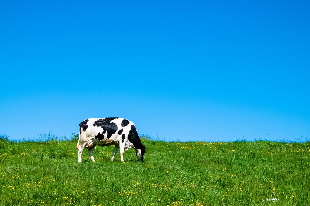 https://www.freepik.com/free-photo/black-white-cow-grazing-pasture-during-daytime_12152835.htm#query=farm&from_query=%D1%84%D0%B5%D1%80%D0%BC%D0%B0&position=6&from_view=search&track=sph