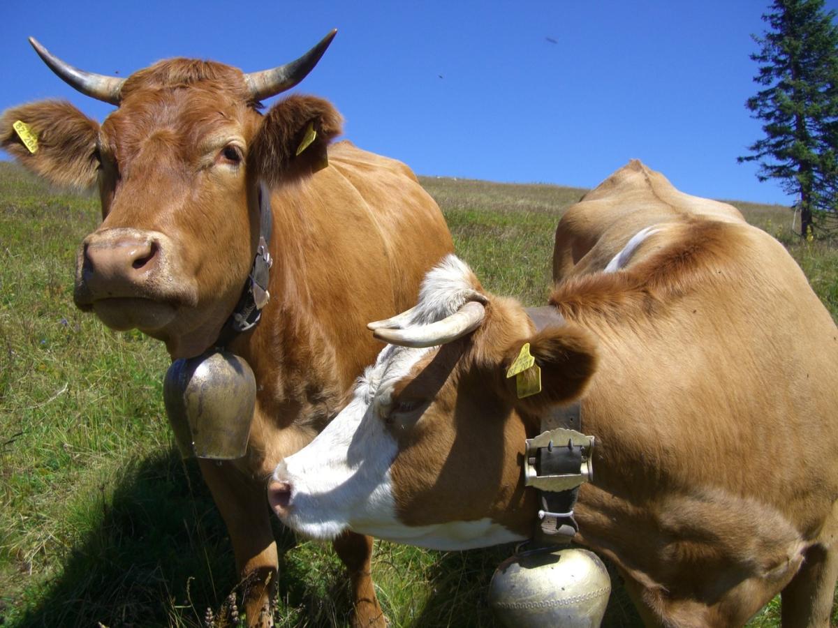 https://get.pxhere.com/photo/grass-farm-meadow-animal-cow-cattle-pasture-grazing-livestock-brown-mammal-beef-fauna-cows-animals-feldberg-ox-sky-blue-milk-cow-muh-alpine-meadow-dairy-farming-happy-cows-cattle-farming-dairy-cow-cow-bells-juicy-grass-cattle-