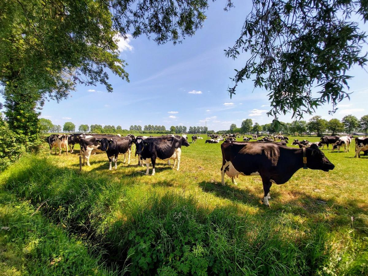 https://www.freeimages.com/ru/photo/friesian-cows-1641563