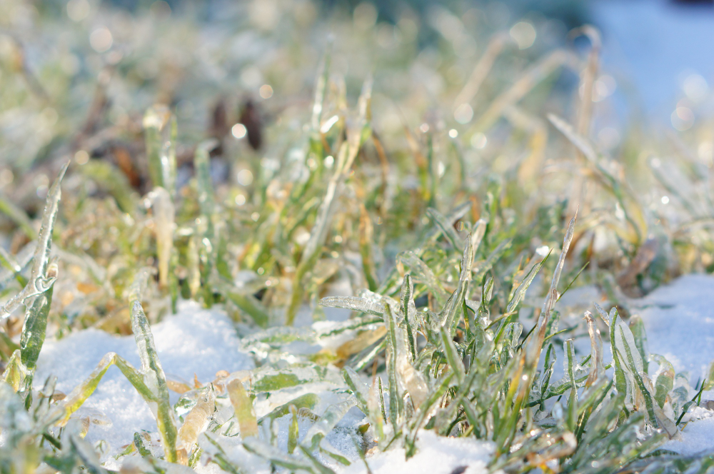 https://www.freepik.com/free-photo/closeup-shot-green-grass-growing-snow_13500470.htm#page=3&query=sowing%20of%20winter%20crops&position=35&from_view=search&track=ais