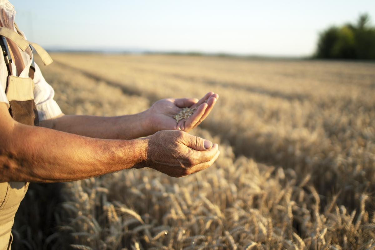 https://www.freepik.com/free-photo/farmers-hands-wheat-crops-field_11450862.htm#query=farmer&position=19&from_view=search&track=sph