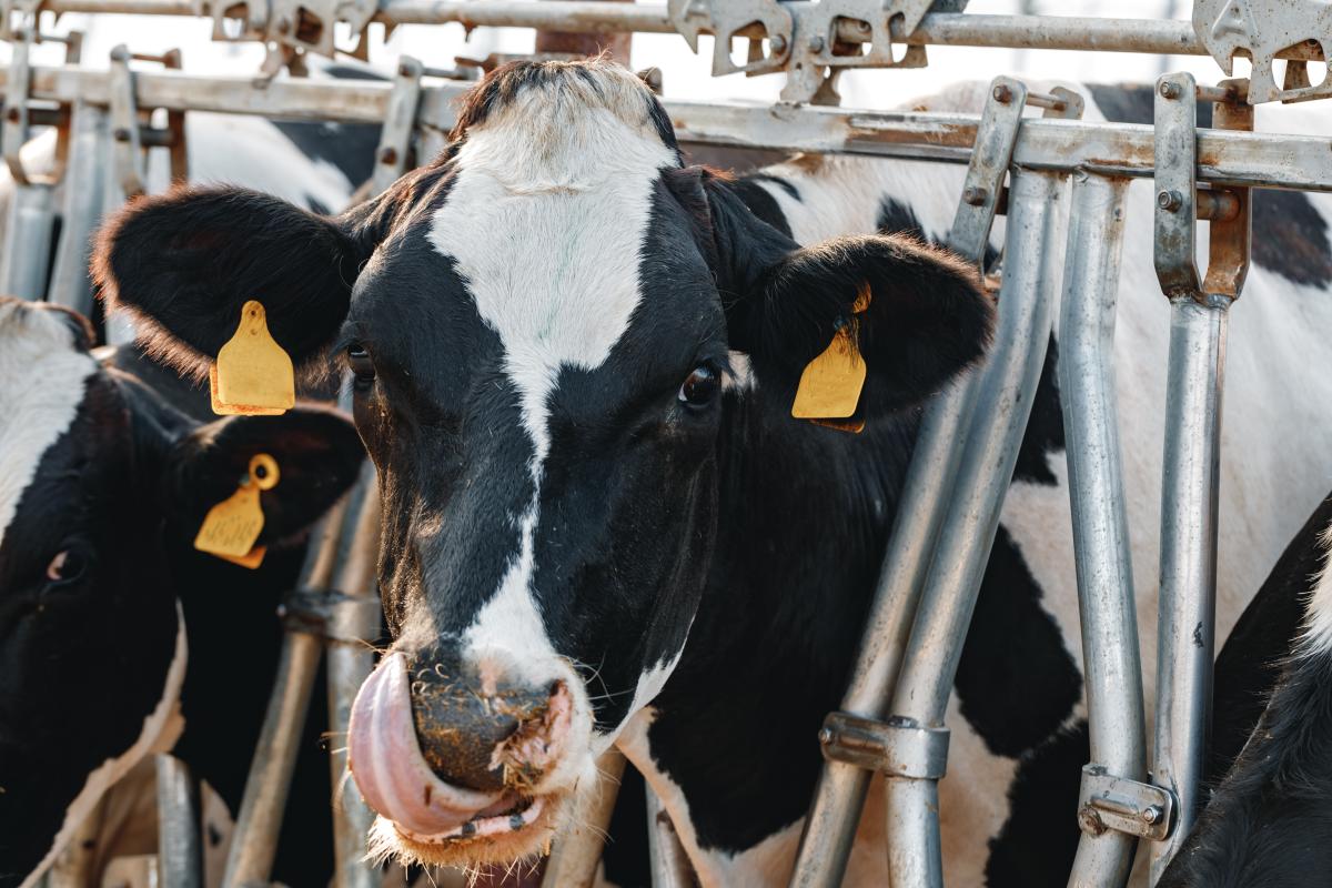https://ru.freepik.com/free-photo/black-and-white-spotty-cows-on-a-farm_21556612.htm#query=%D0%BA%D0%BE%D1%80%D0%BE%D0%B2%D1%8B%20%D0%B8%20%D0%BC%D0%BE%D0%BB%D0%BE%D0%BA%D0%BE&position=8&from_view=search&track=ais