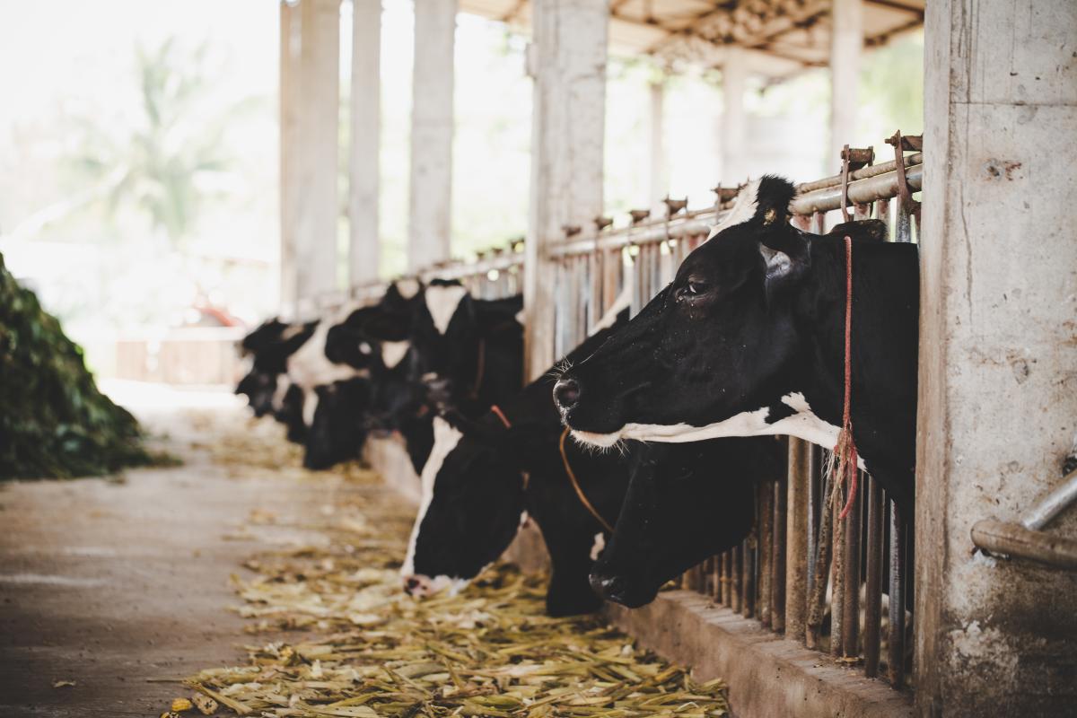 https://ru.freepik.com/free-photo/heads-of-black-and-white-holstein-cows-feeding-on-grass-in-stable-in-holland_5016954.htm#query=%D1%84%D0%B5%D1%80%D0%BC%D0%B0%20%D0%B6%D0%B8%D0%B2%D0%BE%D1%82%D0%BD%D1%8B%D0%B5&position=18&from_view=search&track=sph