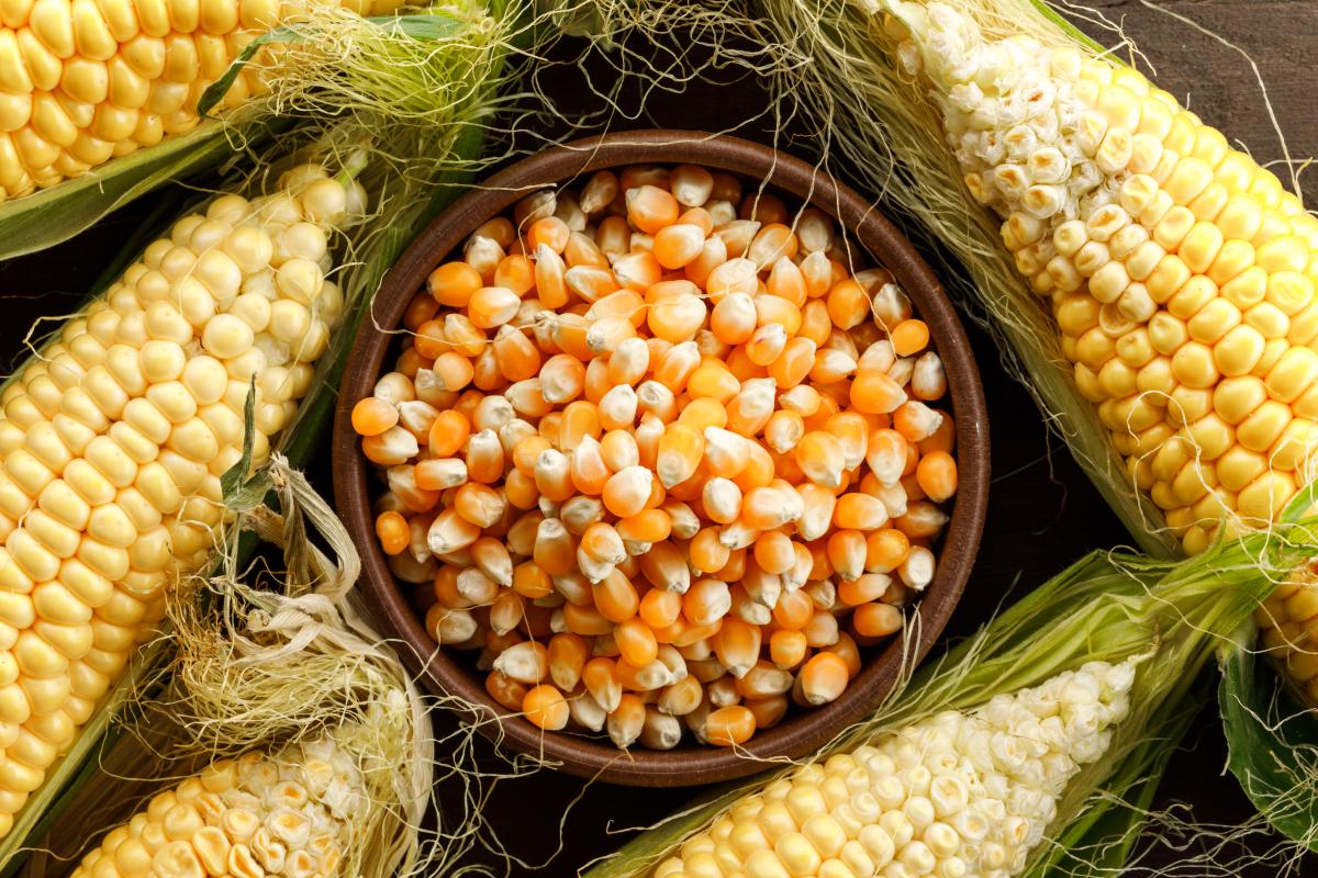https://ru.freepik.com/free-photo/corn-and-grains-in-a-clay-plate-on-wooden-table-flat-lay_8488787.htm#query=Семена%20кукурузы%20сорга&position=33&from_view=search&track=ais