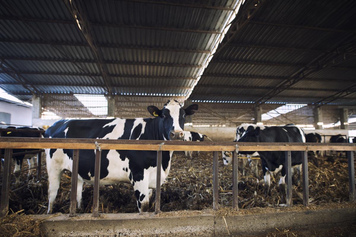 https://ru.freepik.com/free-photo/domestic-animals-eating-hay-at-cattle-farm_11137358.htm#query=%D0%BA%D0%BE%D1%80%D0%BE%D0%B2%D1%8B&position=1&from_view=search&track=sph
