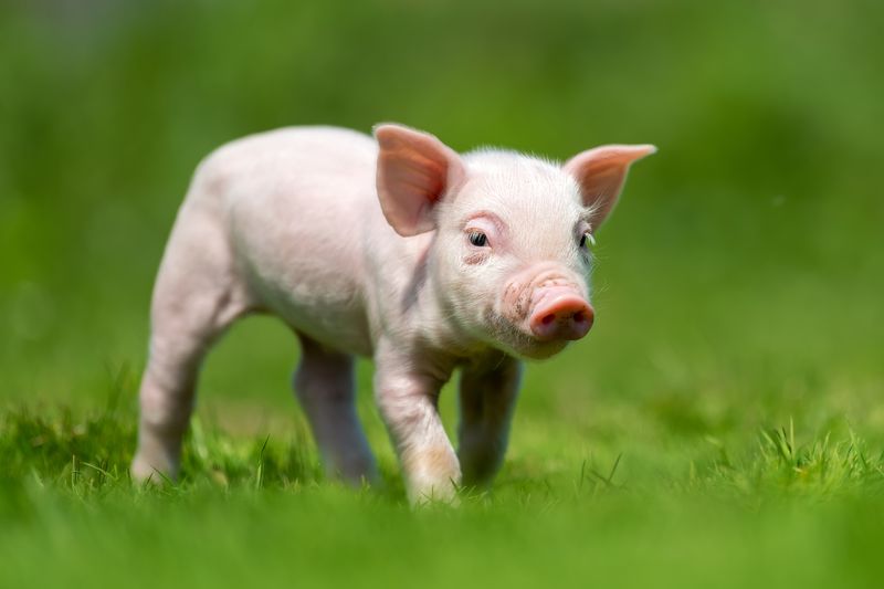 https://ru.freepik.com/free-photo/newborn-piglet-on-spring-green-grass_11011865.htm#query=%D1%81%D0%B2%D0%B8%D0%BD%D1%8C%D0%B8&position=14&from_view=search&track=sph
