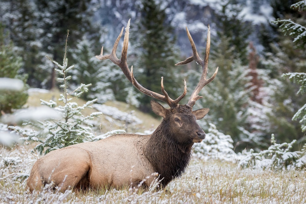 https://ru.freepik.com/free-photo/endearing-wapiti-deer-in-a-snowy-field_17234655.htm