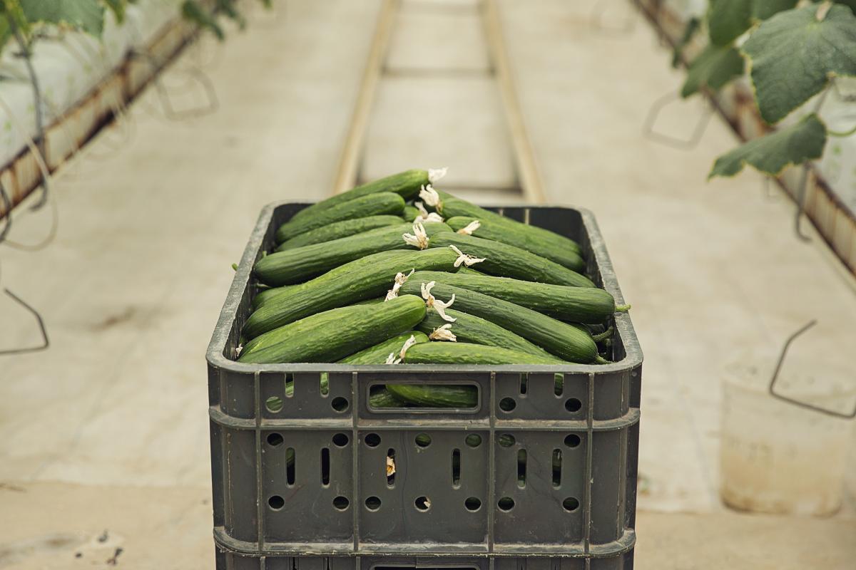 https://www.freepik.com/free-photo/fresh-cucumber-gathered-from-greenhouse-plants_5542895.htm#query=cucumbers%20%D1%84%D0%B5%D1%80%D0%BC%D0%B5%D1%80&position=24&from_view=search&track=ais