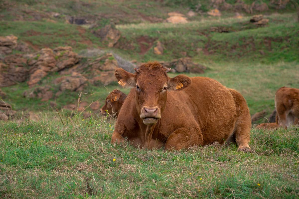 https://ru.freepik.com/free-photo/herd-of-cows-grazing-on-the-pasture-at-daytime_17088449.htm#query=%D0%BA%D0%BE%D1%80%D0%BE%D0%B2%D0%B0%20%D0%BF%D0%BE%D1%80%D0%BE%D0%B4%D0%B0%20%D0%B0%D0%B1%D0%B5%D1%80%D0%B4%D0%B8%D0%BD-%D0%B0%D0%BD%D0%B3%D1%83%D1%81%D1%