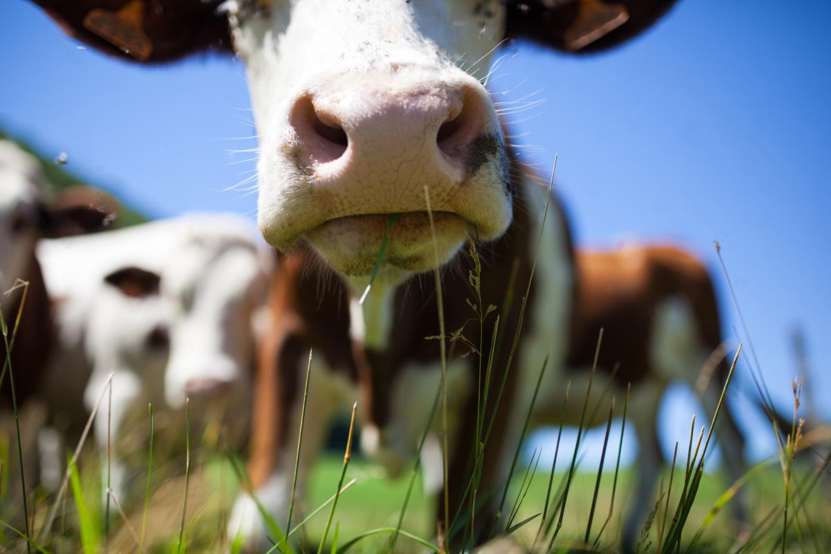 https://ru.freepik.com/free-photo/herd-of-cows-producing-milk-for-gruyere-cheese-in-france-in-the-spring_13901308.htm#query=%D0%BA%D0%BE%D1%80%D0%BE%D0%B2%D0%B0%20%D0%BC%D0%BE%D0%BB%D0%BE%D0%BA%D0%BE&position=16&from_view=search&track=ais